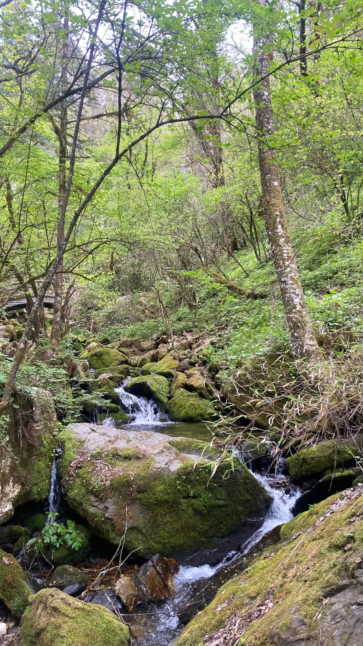 CFTT Shennongjia Ultra Race 2025 — image 4