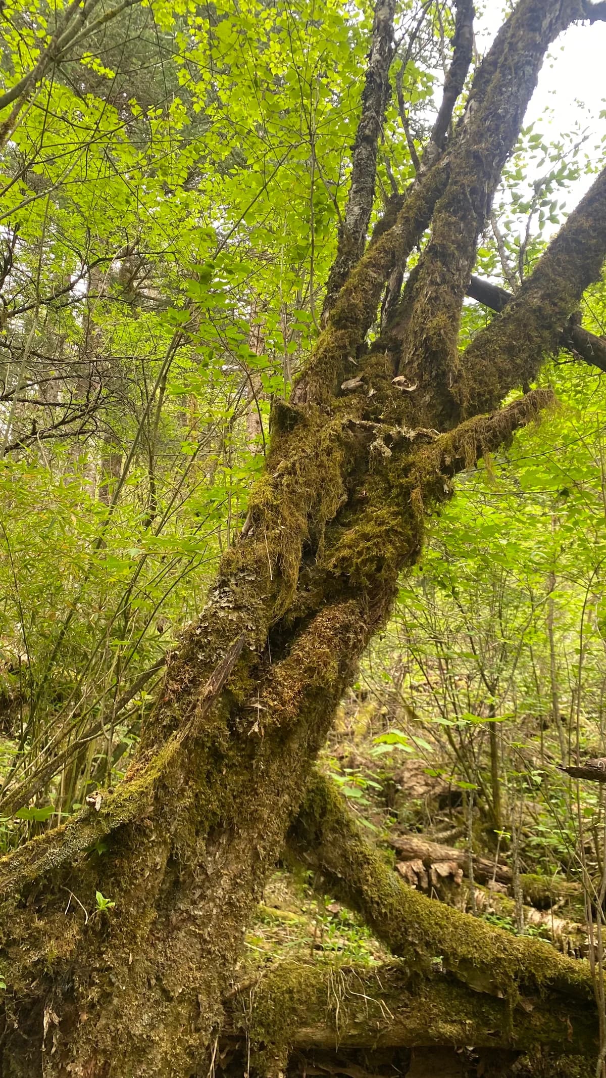 CFTT Shennongjia Ultra Race 2025 — image 5